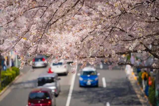 桜並木
